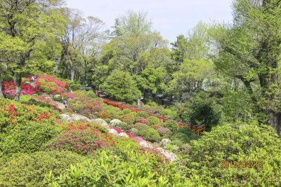 Tsutsuji garden