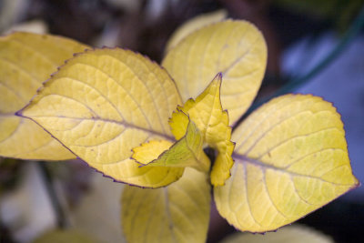 Yellow leaves 5D