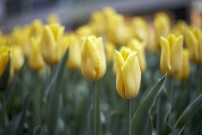 Tulips @f1.7 5D