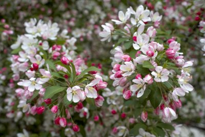 Flowers of apple tree @f1.4 5D