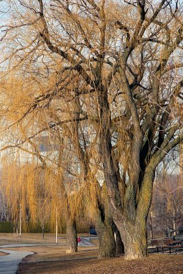 Willow trees Reala