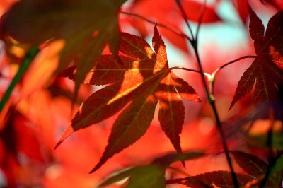 a Red maple leaf @f8 Reala
