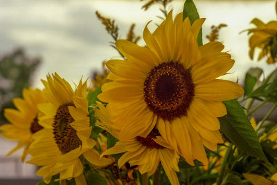 Sunflower Reala