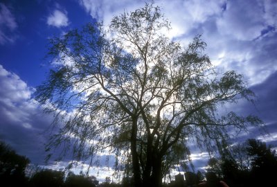 Willow tree Reala
