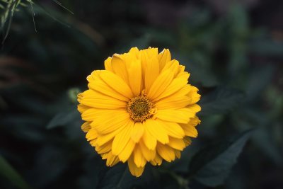 Sunflower 5D
