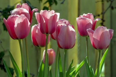 Tulips Reala