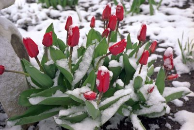 Tulips under snow Reala