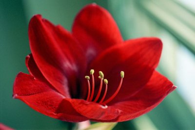 Amaryllis Reala