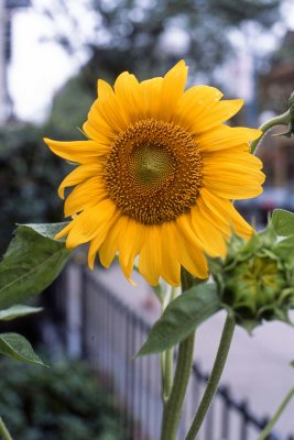Sunflower @f2.8 RDPIII