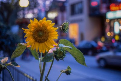 Sunflower in dusk @f2.8 RDPIII