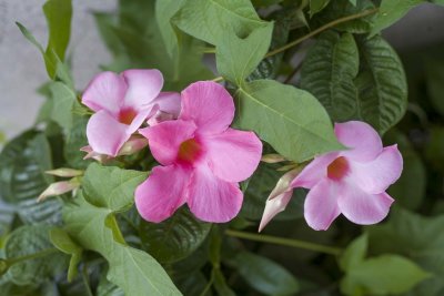 Mandevilla 5D