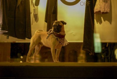 Show window dog @f1.2 M8