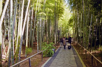Bamboo bush in Shuzenji Reala