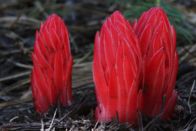 Spring Color of the Sierra