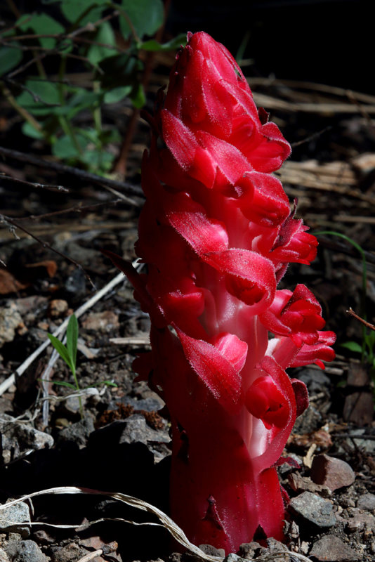 Passionate Red Beauty For You