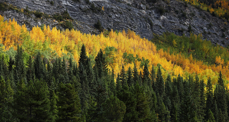 Jasper Autumn
