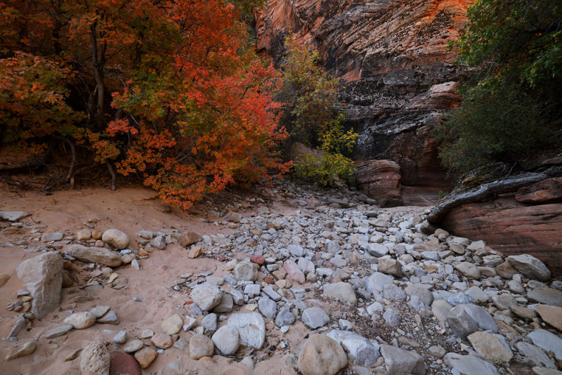 Unfolding of Autumns Color