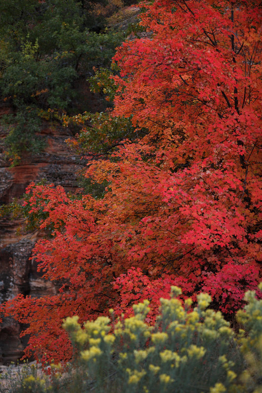 Very Red Zion Autumn
