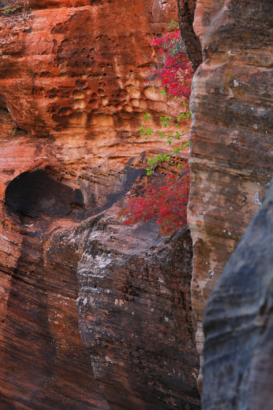 Canyon Ornaments