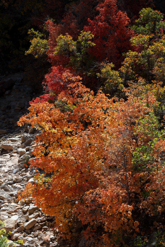 Autumn Colors