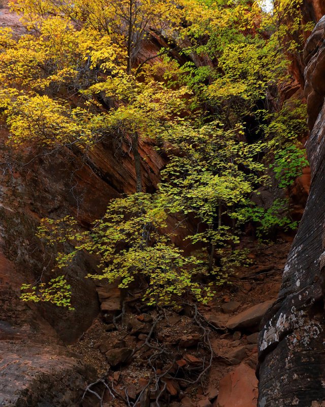 Colorful Autumn Transition