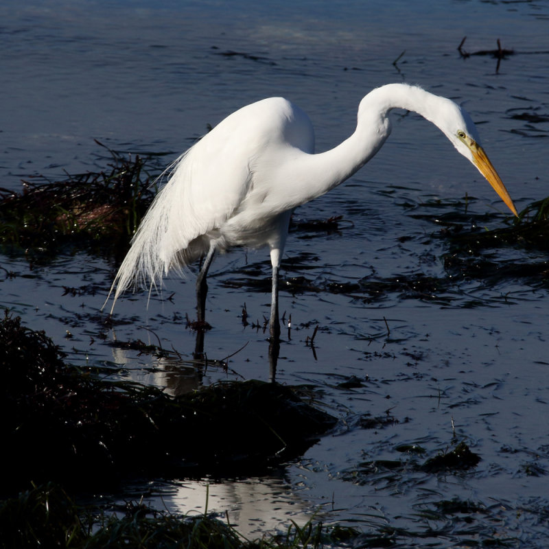 Low Tide Fishing