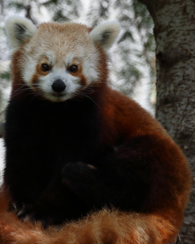 Red Panda