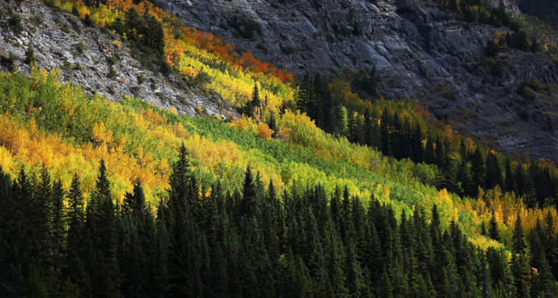 Autumn's Colorful Energy