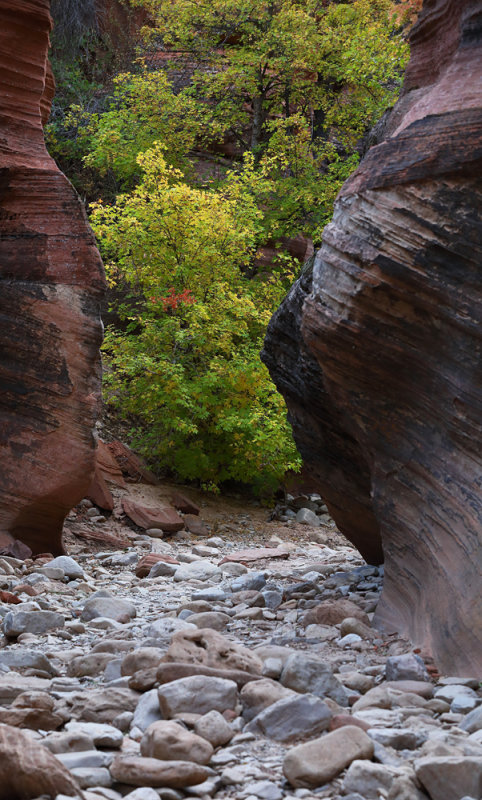 Rough Trail with Colorful View