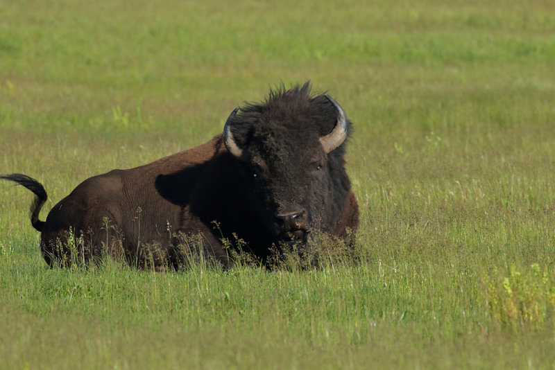 Bison Heaven in the Green Grass