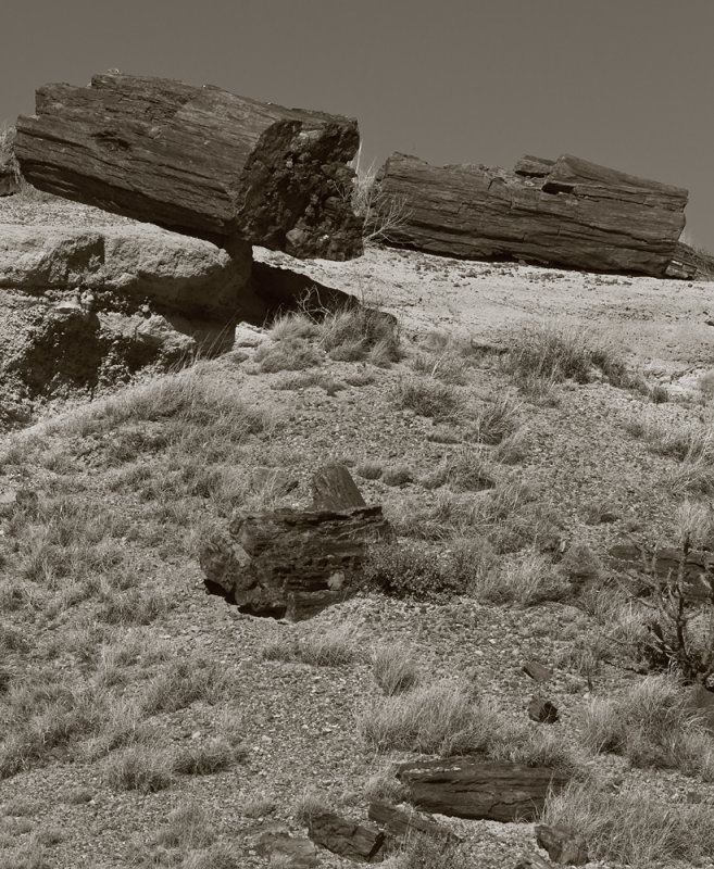 Ancient Forest Graveyard