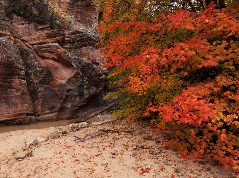 Colorful Path to Eden