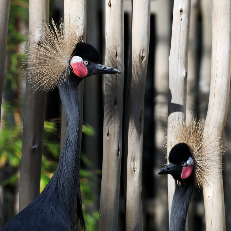 Zoo Fashion Statement