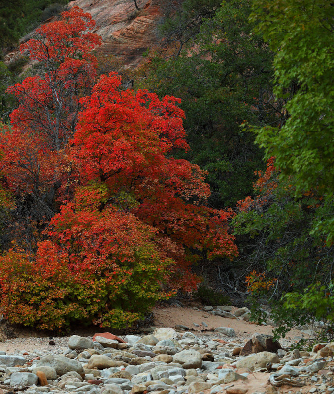 Emerging Red