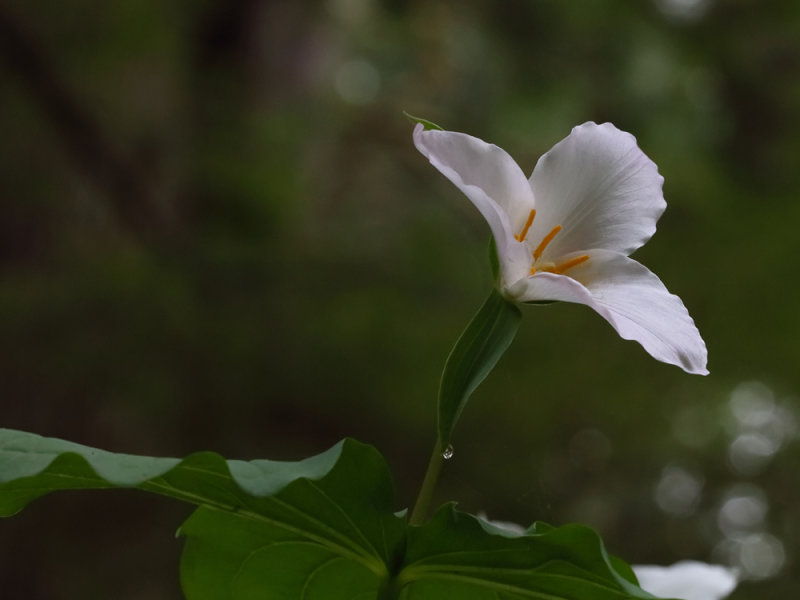 Morning Dew's Last Drop