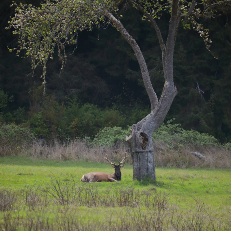 Nap Under the Tree