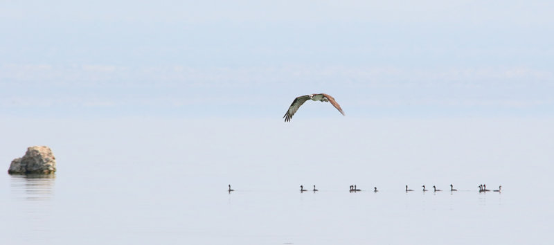Fly Above the Crowd 