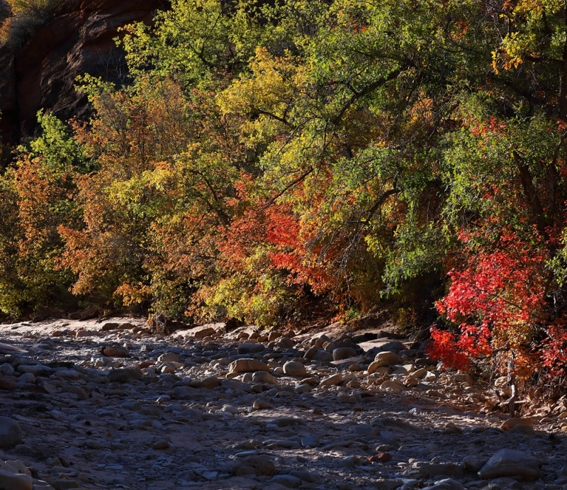 To Early for Full Autumn Red