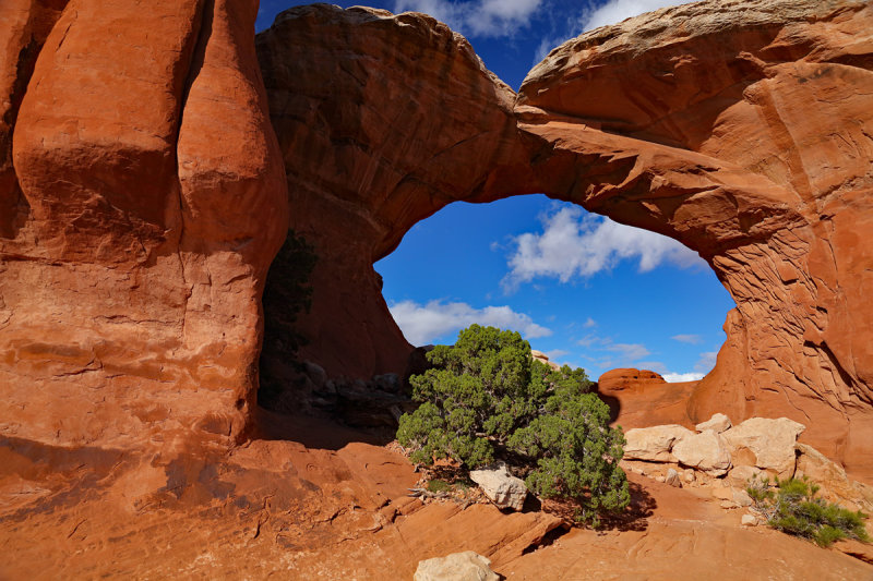 A Tree's Window on the World