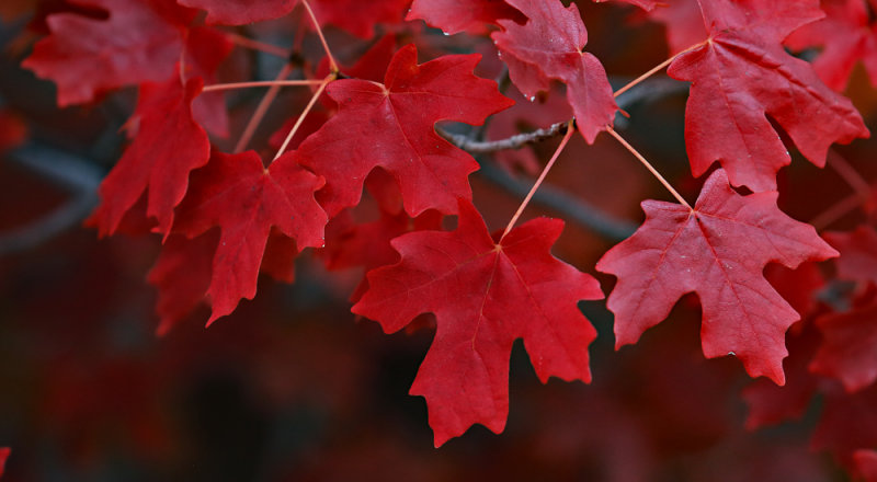 Zion Red Maple Autumn