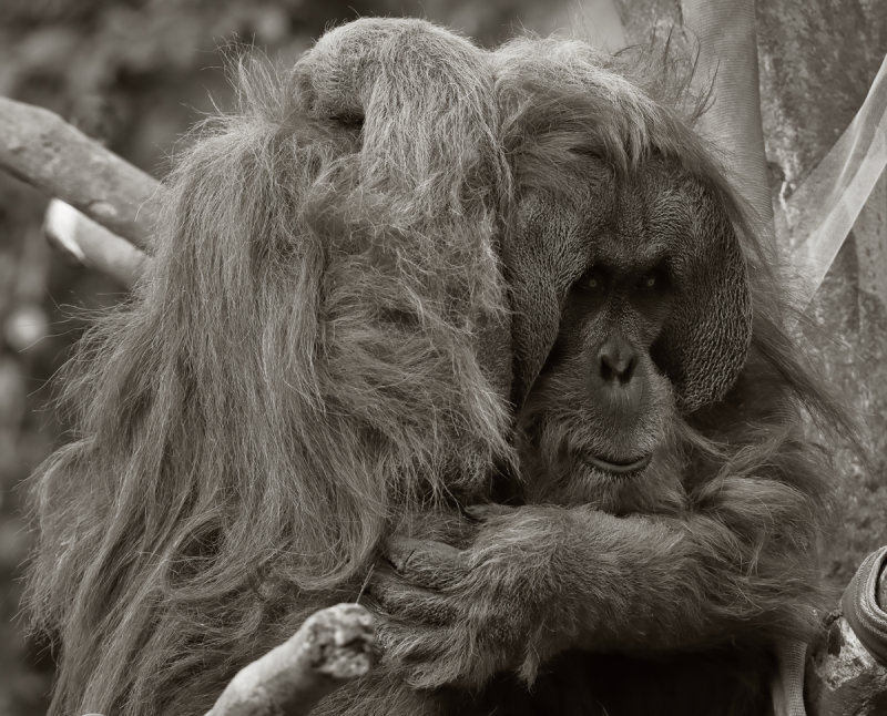 Zoo Portraits