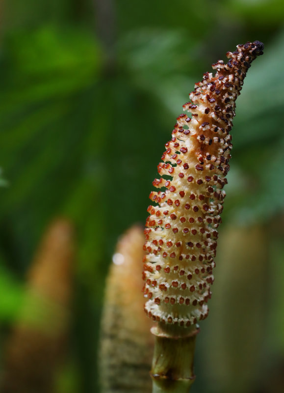 Many Seeds