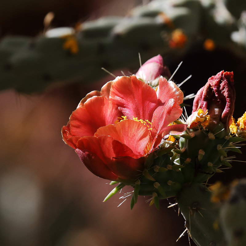 Buckhorn Cholla Cactus Color