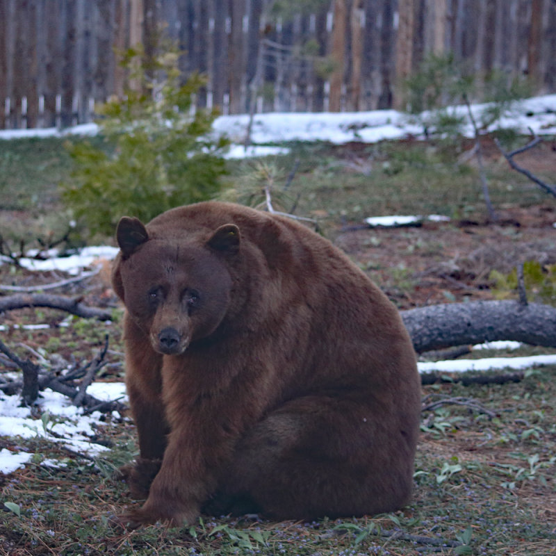 Bear in My Backyard