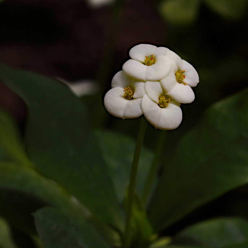 Marshmallow White Beauty