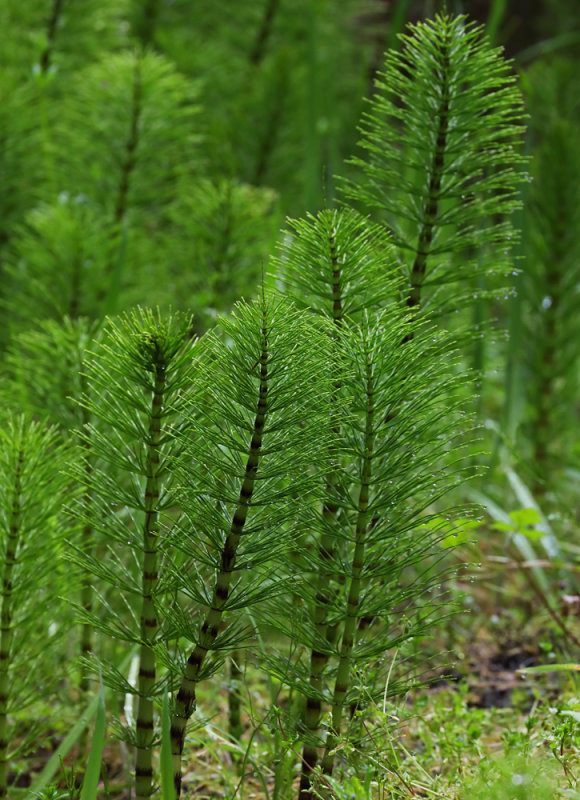 Macro Forest of Green