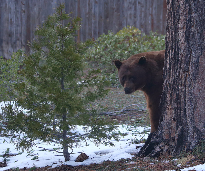 Backyard Bear