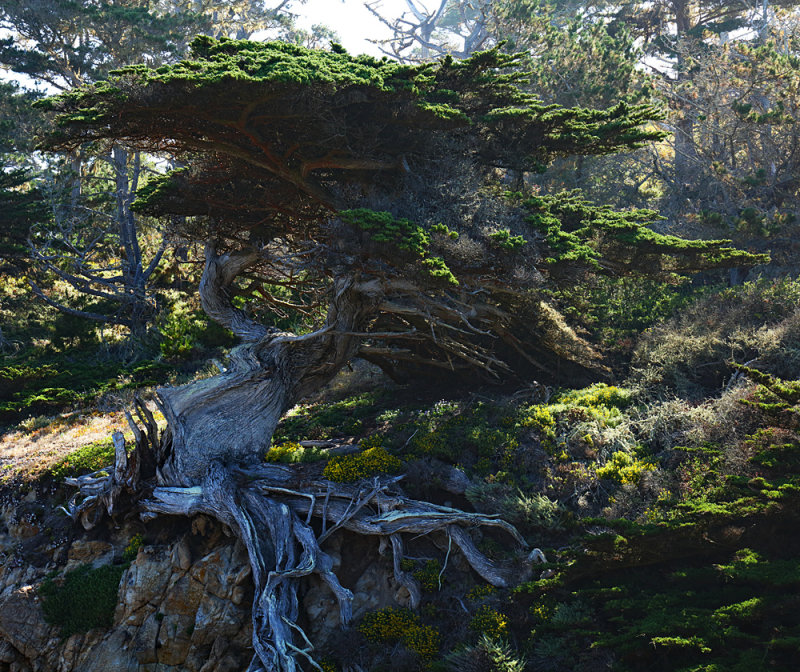 Monterey Pine