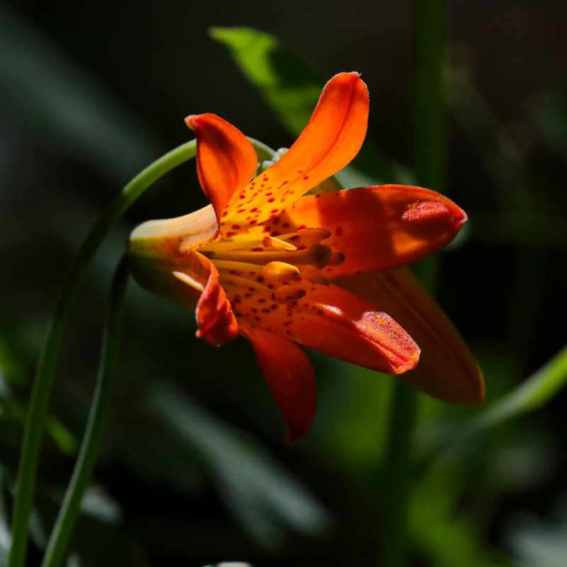 Small Leopard Lily