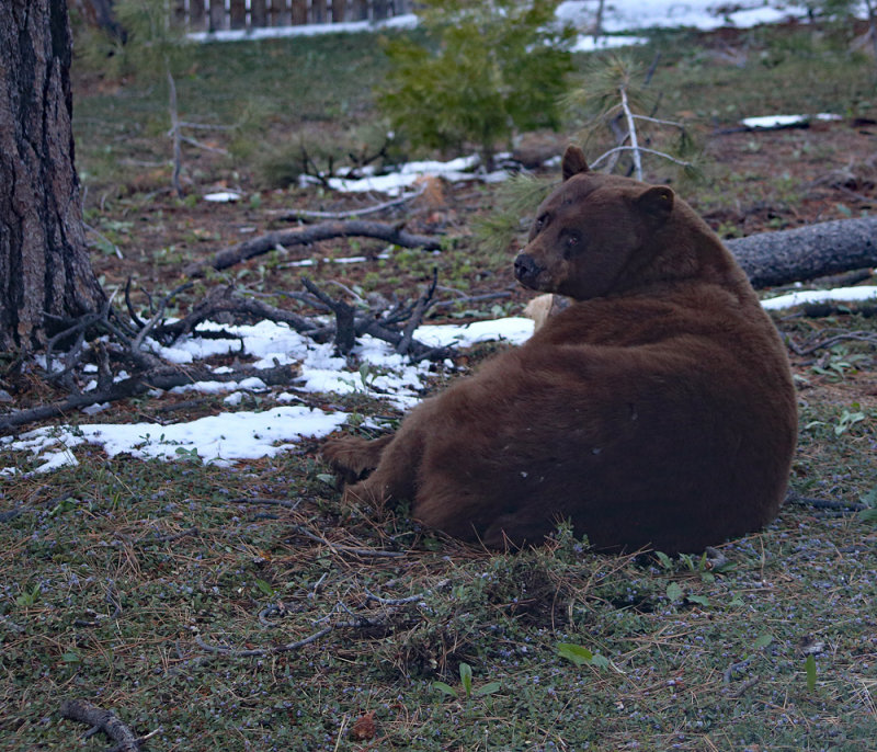 Sorry, No BEAR Naps in my Backyard